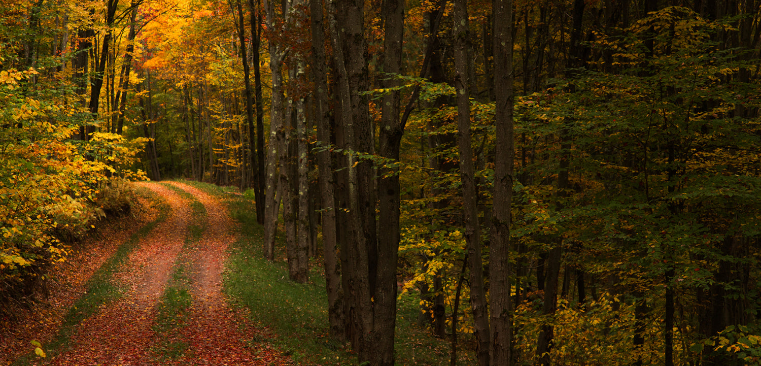 Path in the woods