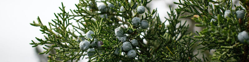 Juniper + Spruce Fragrance Collection