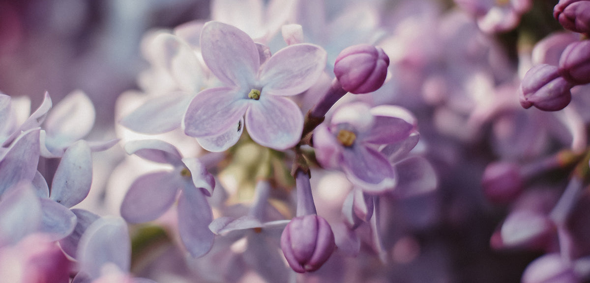 Lilac flowers